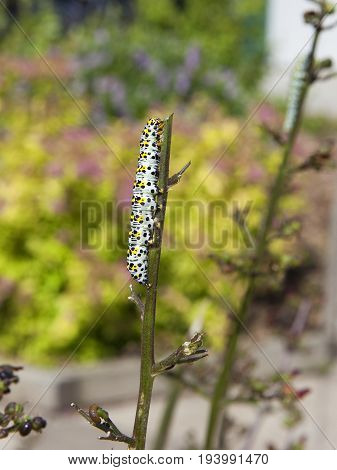 a mullein moth caterpillar cucullia verbasci with bright colors on a figwort plant in summer