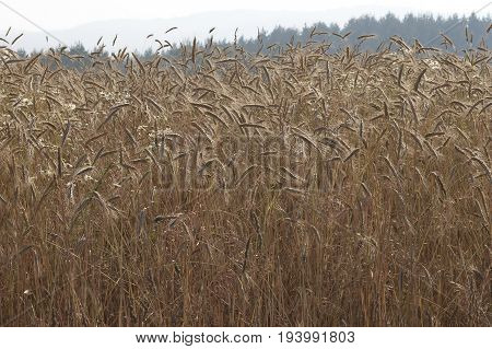 Ripe golden wheat on a summer field in Plana mountain, Bulgaria