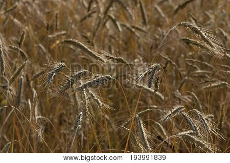 Ripe golden wheat on a summer field in Plana mountain, Bulgaria