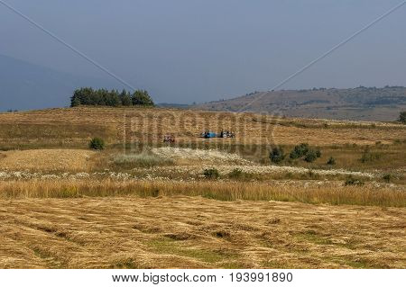 Harvesting hay tractor work on field make haystacks, Plana mountain, Bulgaria