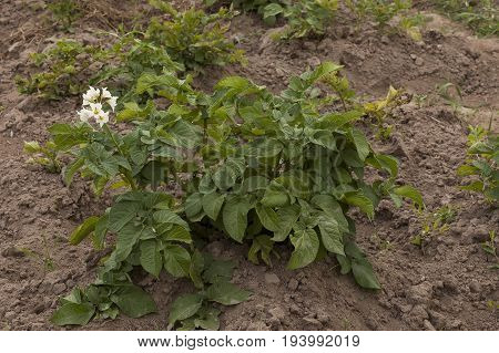 View of potato plant with blom close up in the mountain field, Plana mountain, Bulgaria