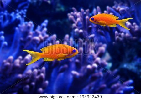 coral fish - Pseudanthias squamipinnis - close up