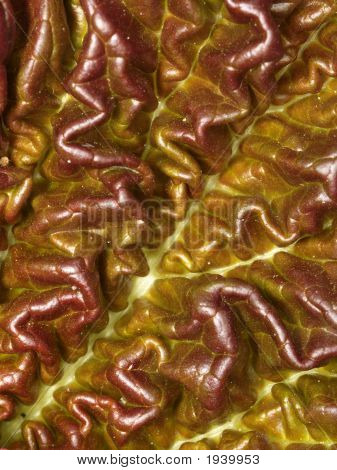 Naturals Gehirn
