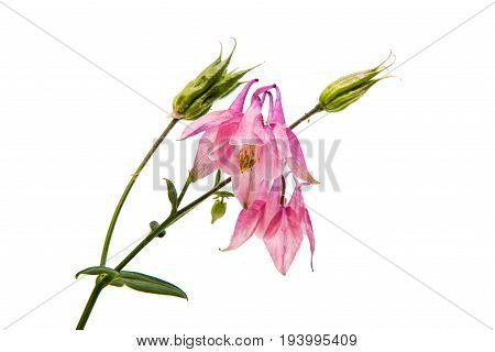 aquilegia  colorful flower isolated on white background