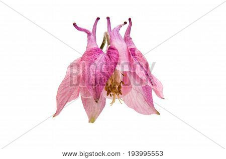 aquilegia  colorful flower isolated on white background