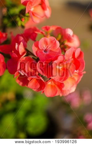 Bright Pelargonium Decorate The Yard