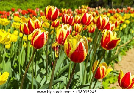 Red And Yellow Tulips.