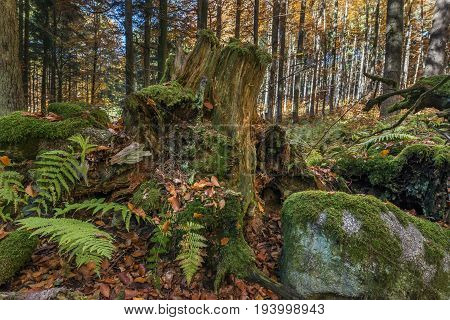 old stump with moss and fern close up