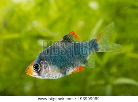 Puntius tetrazona - aquarium fish close up