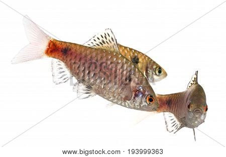 aquarium fish Puntius padamya isolated on white
