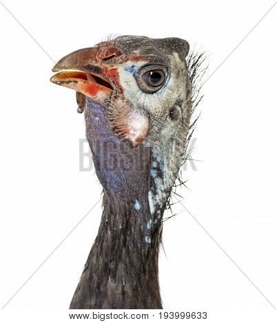 guinea fowl - Numida meleagris f. domestica