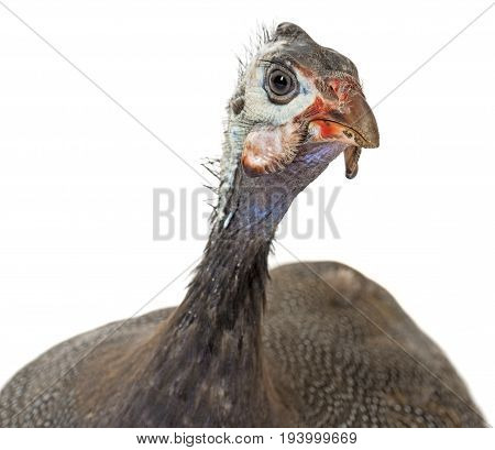 guinea fowl - Numida meleagris f. domestica