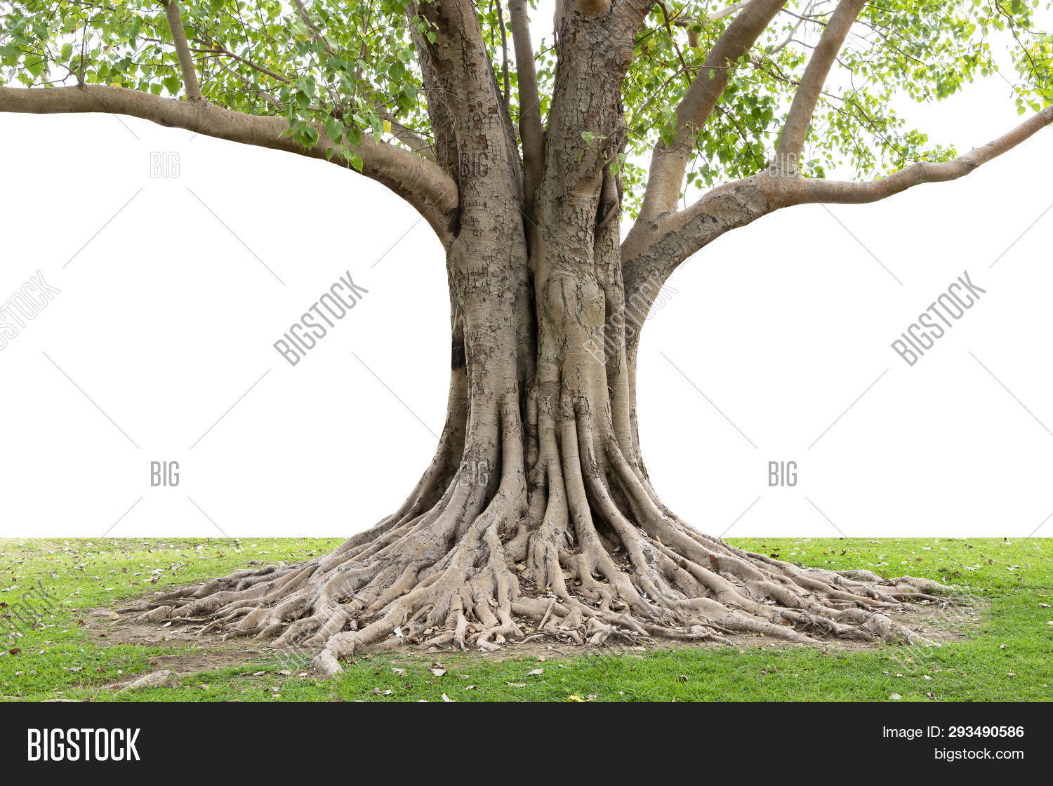Trunk Big Tree Roots Image & Photo (Free Trial) Bigstock