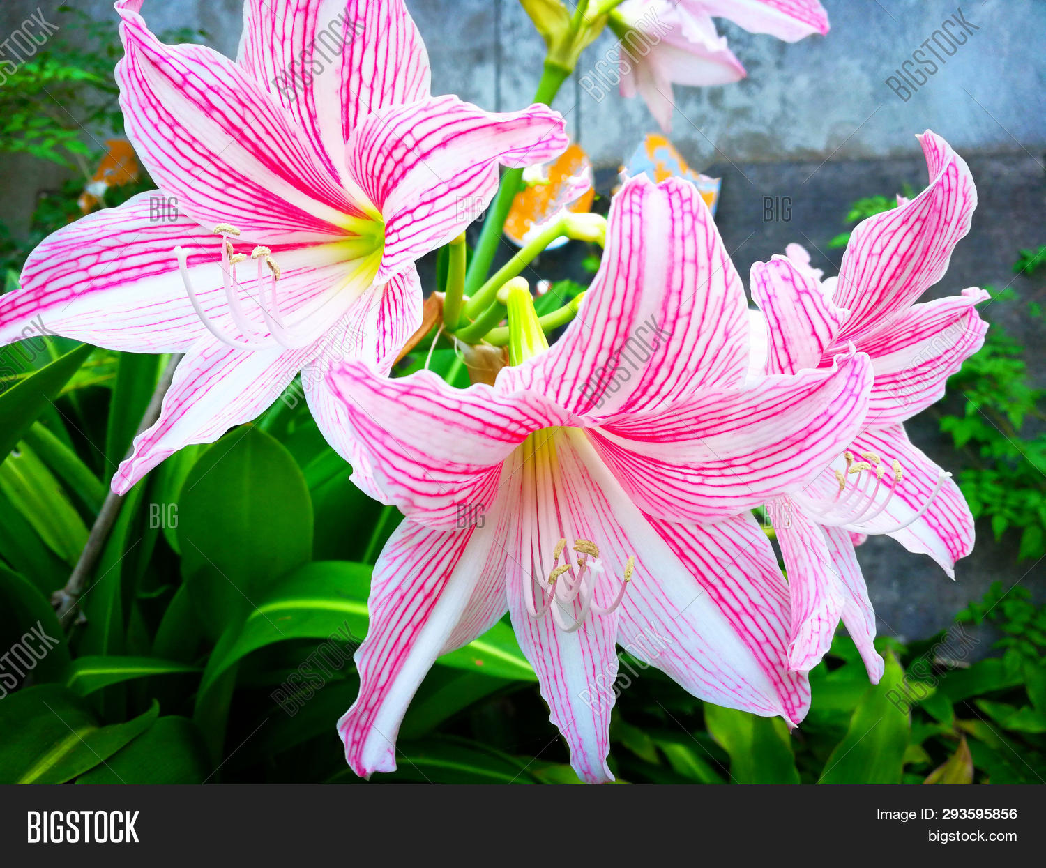 Star Lily Flower Image & Photo (Free Trial) Bigstock