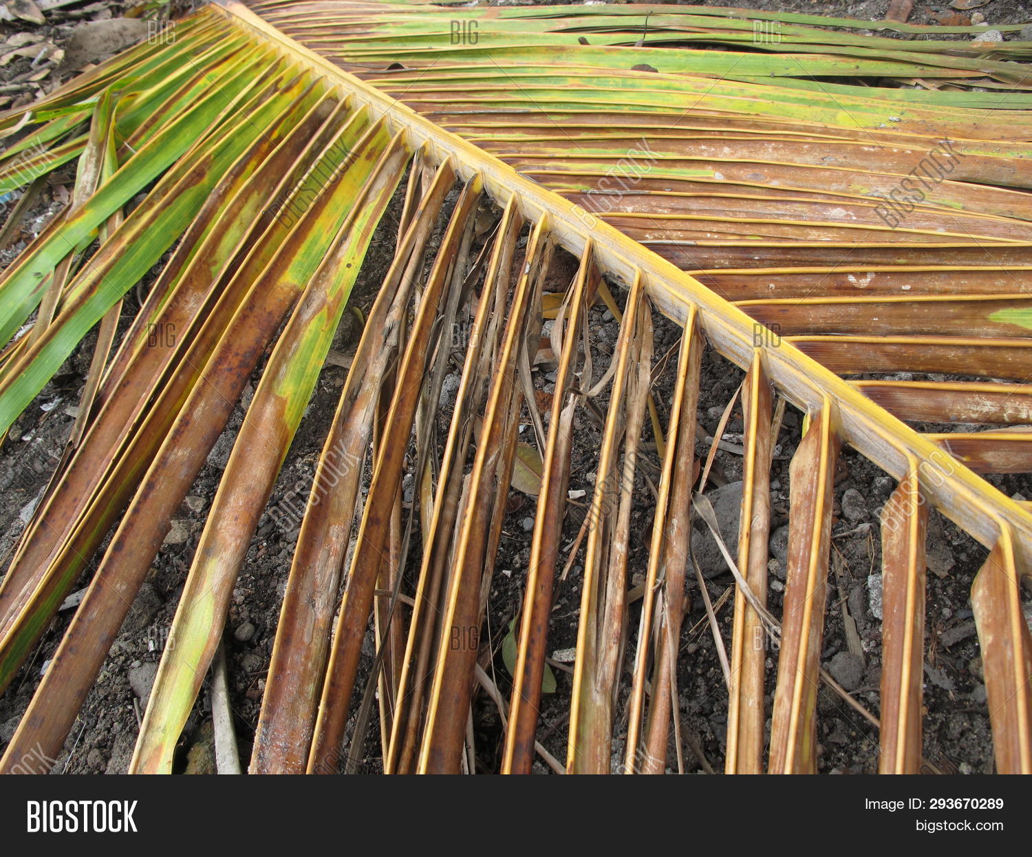 Dried Coconut Leaves Image & Photo (Free Trial) Bigstock