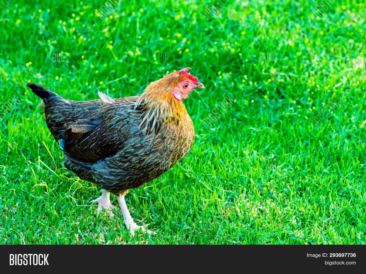 Wild Tropical Red Image Photo Free Trial Bigstock