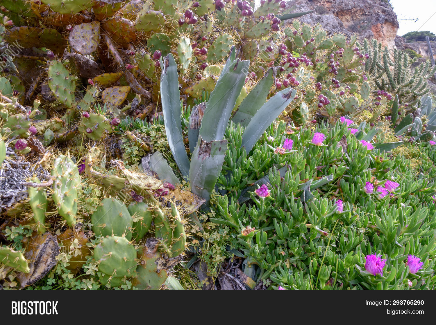 Flowers On Algarve Image & Photo (Free Trial) Bigstock