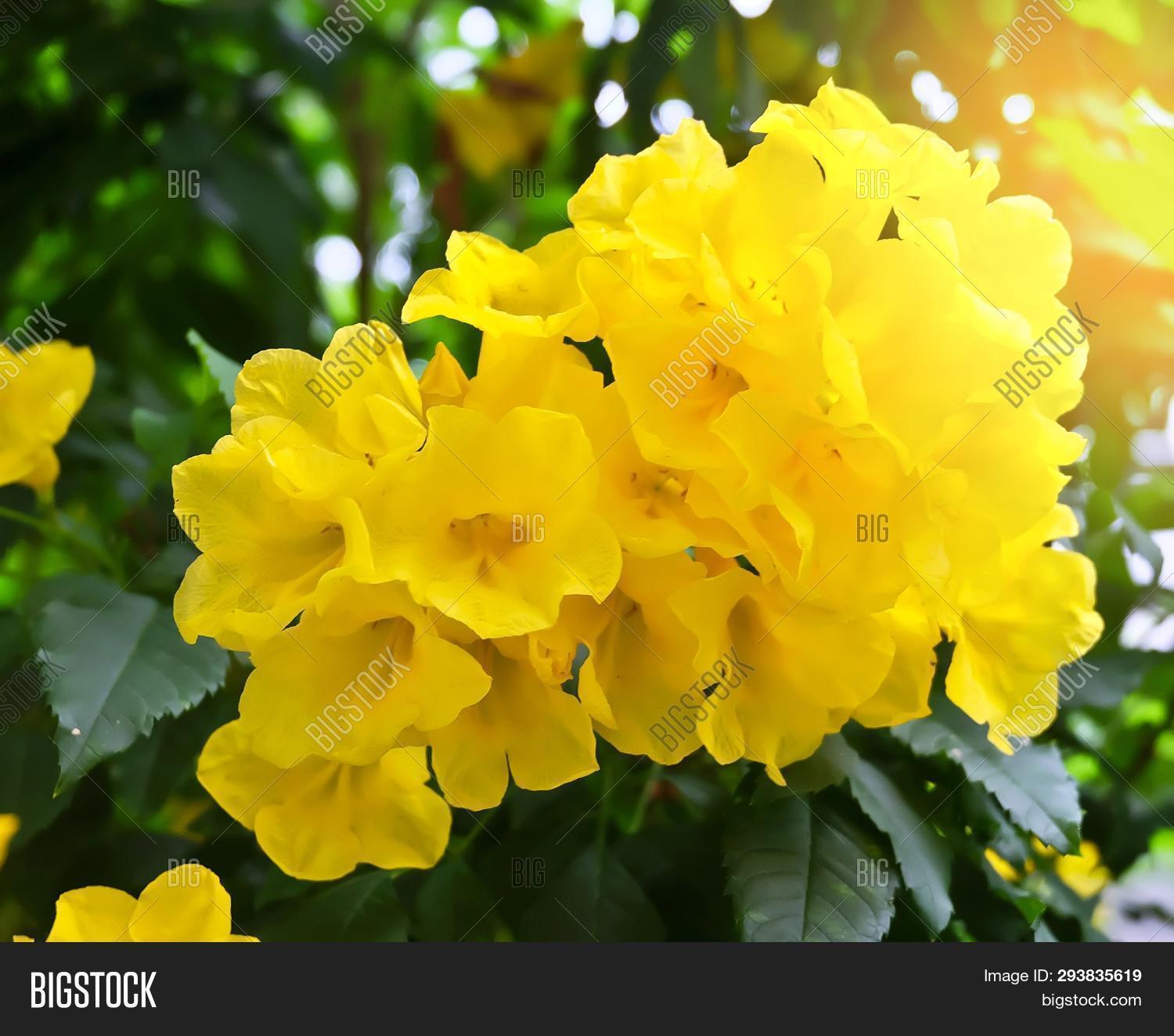 Ginger Thomas Flower Hires Stock Photography And Images, 48 OFF