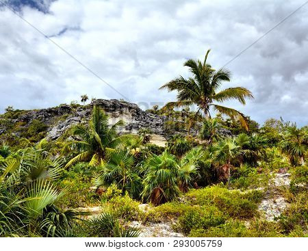 Wild Nature On Eleuthera Island, Bahamas. Palm Trees