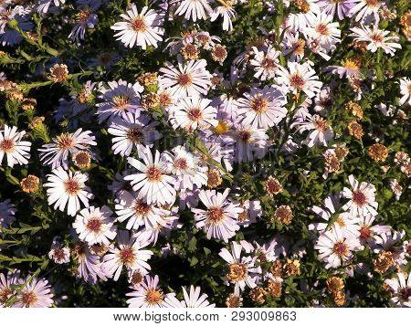 Gerbera Flowers As Nature Background. Daisy Gerbera Flowers, Summer Nature.