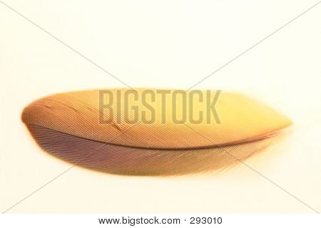 Перо