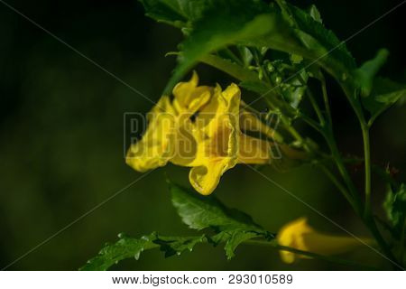 Close Up Yellow Elder, Yellow Bells, Or Trumpetflower, Scientific Name Is Tecoma Stans