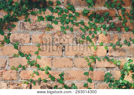 The Wall Is Made Of Brick And Then Painted In White. There Are Creepers On The Left Wall. This Wall 