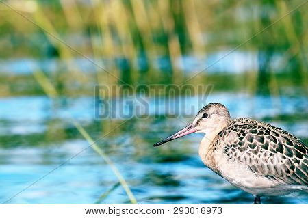 Black-tailed Godwit (limosa Limosa), A Young Bird On The Seaside Meadow, Marsh And Pebble Beach. Lak