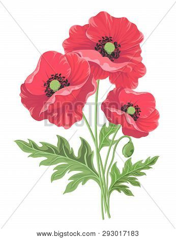 Poppy Flowers With Bud And Leaves Isolated On White Background. Floral Botanical Illustration For De