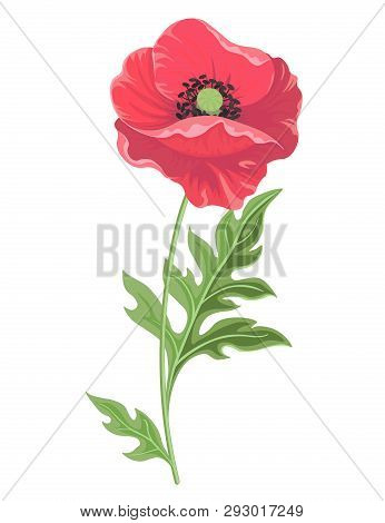 Vector Illustration. One Poppy Flower On A Stem With Leaves Isolated On White Background. Floral Bot