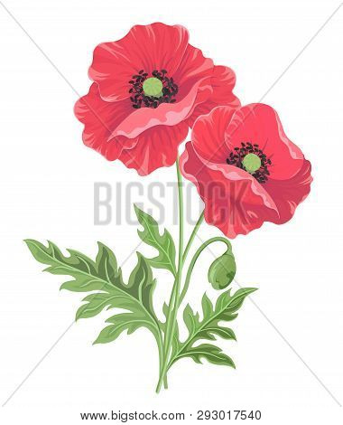 Vector Illustration. One Poppy Flower On The Stem With Bud And Leaves Isolated On White Background. 