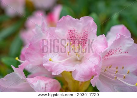 Rhododendron Im April 7 - 2.4.2019