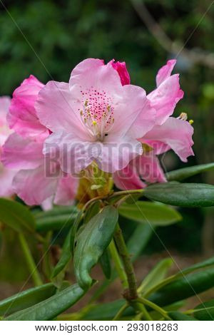 Rhododendron Im April 5 - 2.4.2019