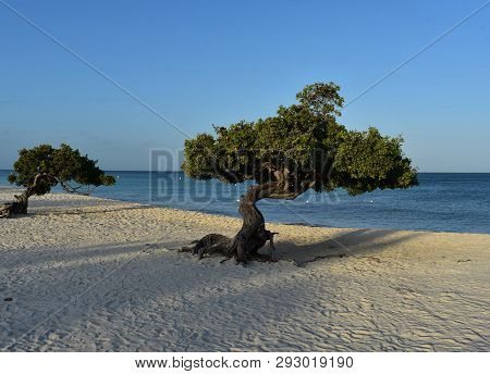 Pair Of Divi Trees On Eagle Beach In Aruba.