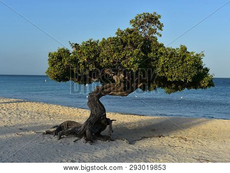 Gorgeous White Sand Beach With A Twisted Divi Tree In Aruba.