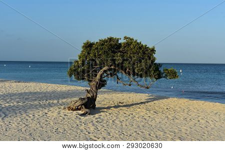 Beautiful Divi Tree Shaped By The Trade Wins In Aruba.