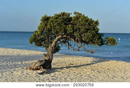 Beautiful Sun Kissed Divi Tree On Eagle Beach In Aruba.