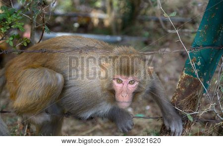 Thieving Eyes. Macaques Raid (irruption) Households And Gardens In Asia. Macaques Rhesus (macaca Mul