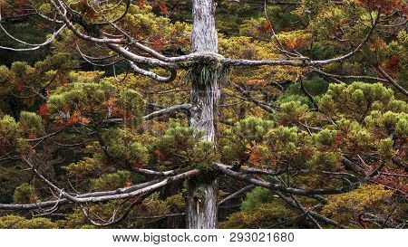 Autumn Leaf In The Forest Japan With Beautiful Colors