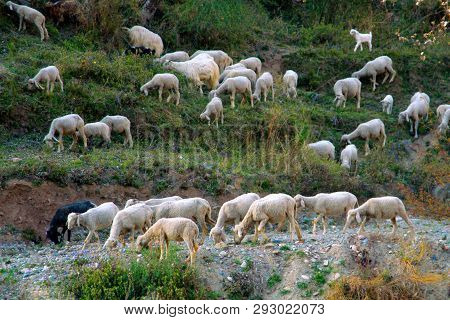 Grazing Sheeps And Goats In Valleys Of Pre-himalayas. Mountains Of Sivalik
