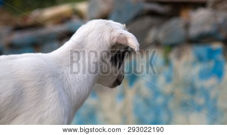 Grazing Sheeps And Goats In Valleys Of Pre-himalayas. Mountains Of Sivalik