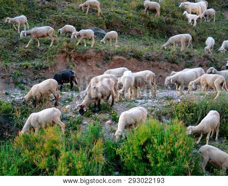 Grazing Sheep And Goat In Valleys Of Pre-himalayas