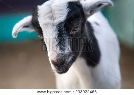 Grazing Sheeps And Goats In Valleys Of Pre-himalayas. Mountains Of Sivalik