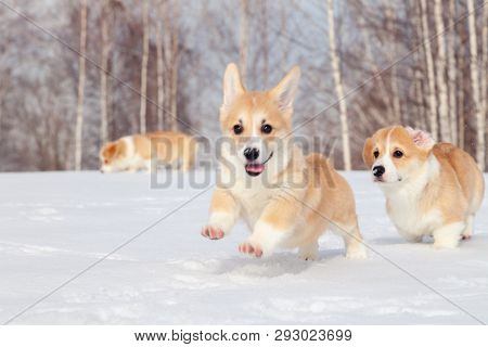 Many Cute Red Breed Welsh Corgi Pembroke Puppy Family Walk Outdoor, Run, Having Fun In White Snow Pa