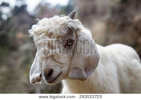 Grazing Sheeps And Goats In Valleys Of Pre-himalayas. Mountains Of Sivalik