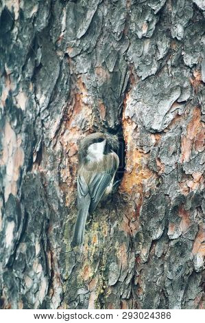 Alaskan Chickadee Builds Nest In The Hollow