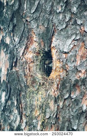Alaskan Chickadee Builds Nest In The Hollow