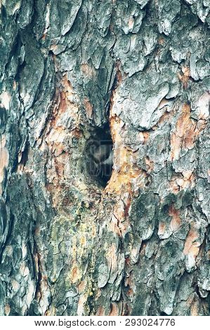 Alaskan Chickadee Builds Nest In The Hollow
