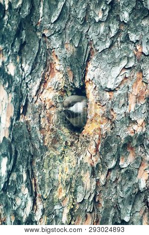 Alaskan Chickadee Builds Nest In The Hollow