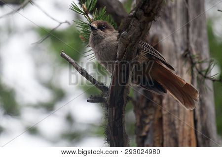 Siberian Jay In Pine Forest